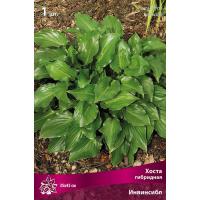 Хоста гибридная Инвинсибл (I) 1 шт 