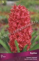 Гиацинт Садовый Вурбак (14/15) 3шт. Гиацинт Садовый Вурбак (14/15) 3шт.