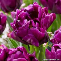 Тюльпан Пурпурный пион 12+ (5шт)  Тюльпан Пурпурный пион 12+ (5шт)