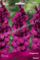 Гладиолус Крупноцветковый Брамс (10/12) 10 шт 777429