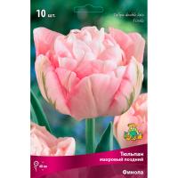 Тюльпан Махровый поздний Финола (11/12) 10 шт Тюльпан Махровый поздний Финола (11/12) 10 шт