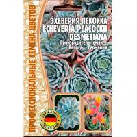 Эхеверия Пекокка 5 шт