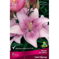 Лилия ЛА-Гибрид Свит Шугар (12/14) 3 шт