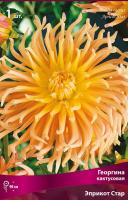 Георгина кактусовая Эприкот Стар (I) 1 шт