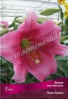 Лилия Лонгифлорум Пинк Хевен (12/14) 3шт  847850