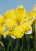 Нарцисс с Расщеплённой коронкой Бельканто (12/14) 5шт.