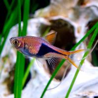 Расбора клиновидная M