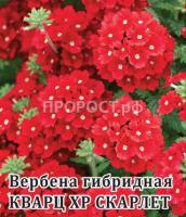 Гавриш Фермерская Вербена Кварц-ХР Скарлет 250 шт  Гавриш Фермерская Вербена Кварц-ХР Скарлет 250 шт