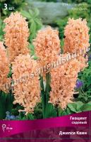 Гиацинт Садовый Джипси Квин (14/15) 3шт. Гиацинт Садовый Джипси Квин (14/15) 3шт.