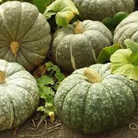 Тыква крупноплодная Зимняя сладкая 10г  Тыква крупноплодная Зимняя сладкая 10г
