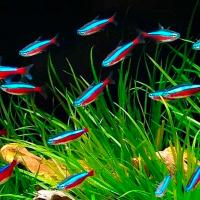 Неон ассорти