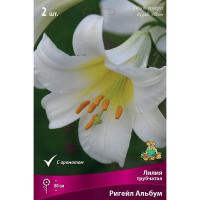 Лилия Трубчатая Ригейл Альбум (14/16) 2шт