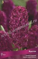 Гиацинт Садовый Вудсток (14/15) 3шт. Гиацинт Садовый Вудсток (14/15) 3шт.