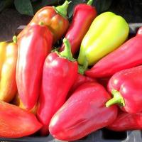 Сем Алт ч/б Перец сладкий Подарок Молдовы 0,1г