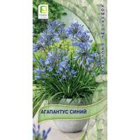 Агапантус Синий 3шт Агапантус Синий 3шт