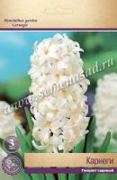 Гиацинт Садовый Карнеги  (14/15) 3шт Гиацинт Садовый Карнеги  (14/15) 3шт