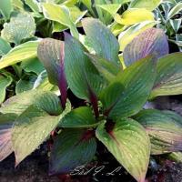 Хоста гибридная Фёст Блаш (I) 1 шт