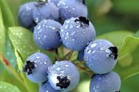 Голубика Норт Кантри