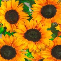 Подсолнечник декоративный Везувий F1 5шт