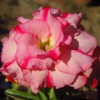 Адениум тучный "Wanida" 3шт