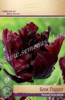 Тюльпан Попугайный Блэк Пэррот (11/12) 10 шт Тюльпан Попугайный Блэк Пэррот (11/12) 10 шт