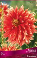Георгина декоративная Бодейшс (I) 1 шт