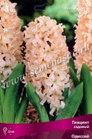 Гиацинт Садовый Одиссей (14/15) 3шт. Гиацинт Садовый Одиссей (14/15) 3шт.