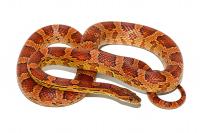 Змея Полоз маисовый (Pantherophis guttatus)  Змея Полоз маисовый (Pantherophis guttatus)
