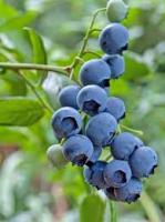 Саженцы Голубика Калипсо 810755