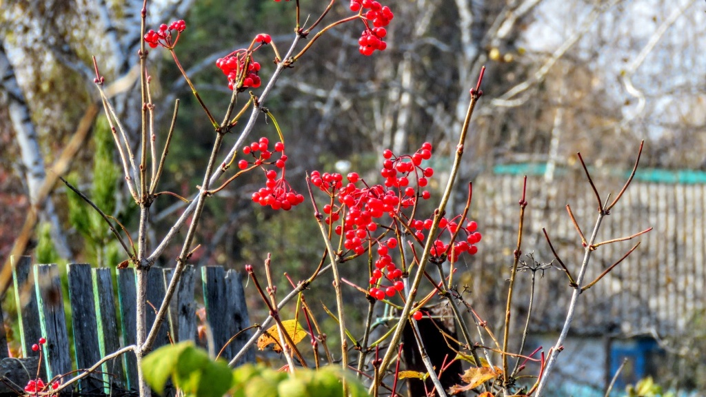 сад в октябре.jpg