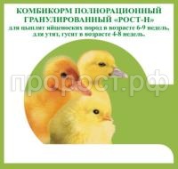 рост цыплята рост цыплята