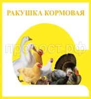 ракушка ракушка