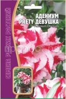 Адениум Прелестная Девушка 3 шт Редкие растения