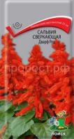 Сальвия сверкающая Дварф ред Сальвия сверкающая Дварф ред