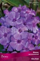 Флокс метельчатый Блу Бой