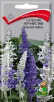 Сальвия мучнистая Морской пейзаж Сальвия мучнистая Морской пейзаж
