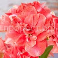 Без названия Без названия