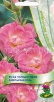 Роза полиантовая Ангельская роза Роза полиантовая Ангельская роза