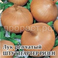 Лук репчатый Штуттгартер Ризен 25 г Лук репчатый Штуттгартер Ризен 25 г