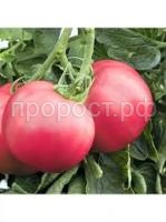 Без названия Без названия