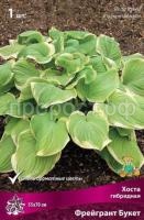 Хоста гибридная Фрейгрант Букет Хоста гибридная Фрейгрант Букет