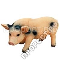 свинья с пятнами