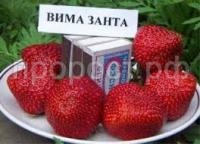 Без названия