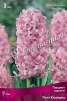 Гиацинт Пинк Сюрприз Гиацинт Пинк Сюрприз