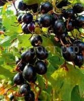 Без названия (1)