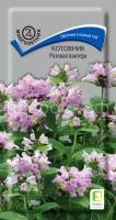 Котовник Розовая пантера 10шт Поиск Котовник Розовая пантера 10шт Поиск