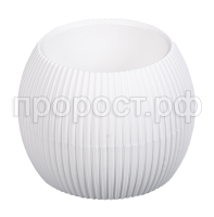 Агава белый Агава белый