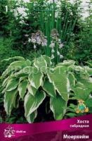 Хоста гибридная Моерхейм Хоста гибридная Моерхейм