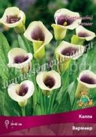 вермеер вермеер