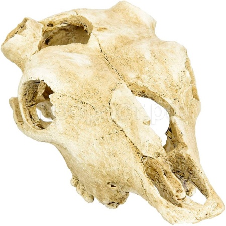 Грот LUCKY REPTILE Череп Skull Cow 22.5х12.5х8.5см (Германия) DS-B Грот LUCKY REPTILE Череп Skull Cow 22.5х12.5х8.5см (Германия) DS-B